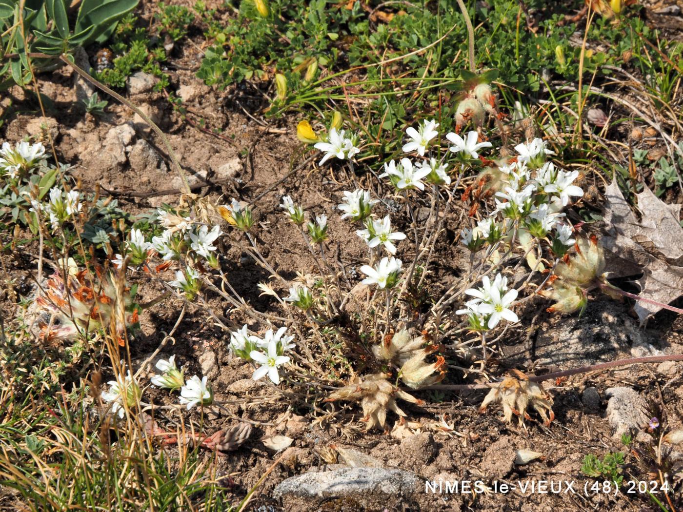 Sandwort, Clustered plant